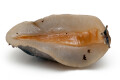 Laevicaulis alte Malaysia adult